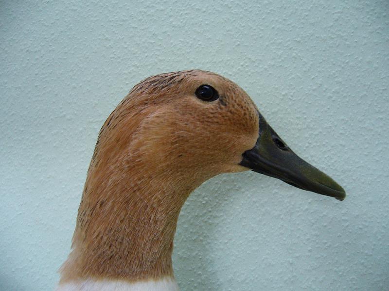 Muenster 2008 118.jpg - Streicherenten silberwildfarbig von Thielemeyer S. Preis HV 96 KVE3